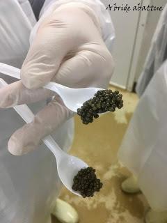 Le caviar d'Aquitaine, or noir de la France