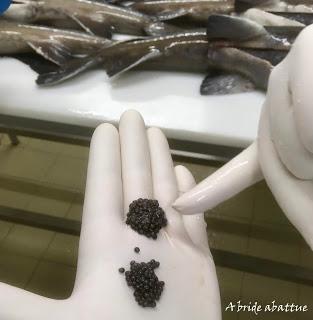 Le caviar d'Aquitaine, or noir de la France