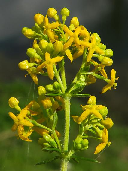 Gaillet jaune (Galium verum) Gaillet jaune (Galium verum)