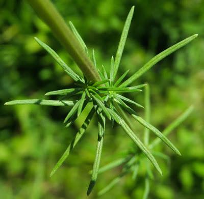 Gaillet jaune (Galium verum) Gaillet jaune (Galium verum)