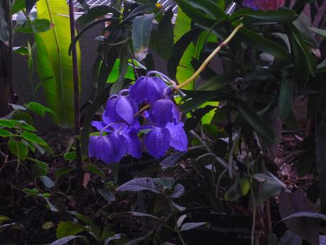 Jian Shen Gong - Laurence Cortadellas