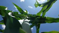 RECHERCHES : Le maïs du futur ?