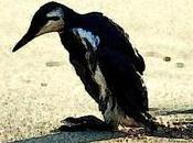 L’Erika, l’autre pollution pétrole