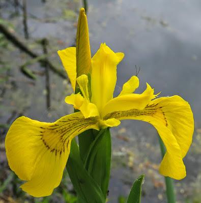 Iris faux acore (Iris pseudacorus)