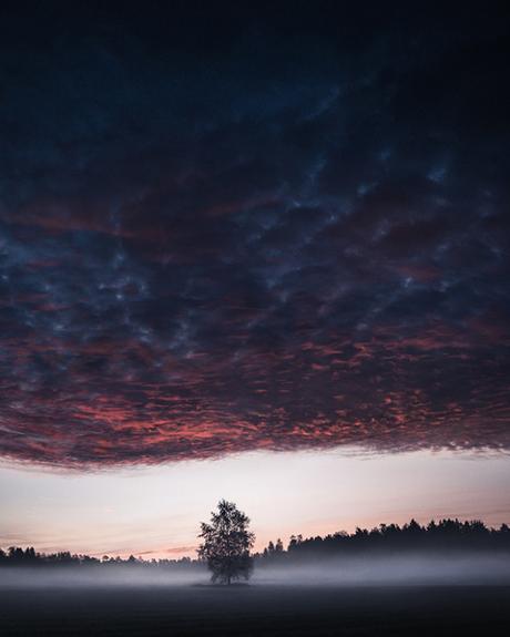 [PHOTOGRAPHIE] : Des arbres solitaires au clair de lune