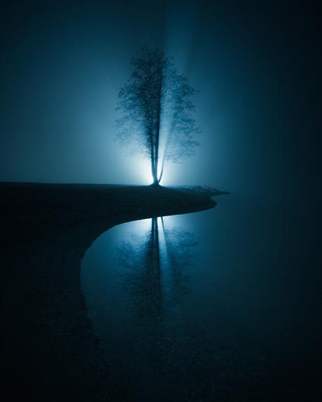 [PHOTOGRAPHIE] : Des arbres solitaires au clair de lune