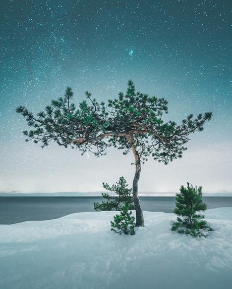 [PHOTOGRAPHIE] : Des arbres solitaires au clair de lune