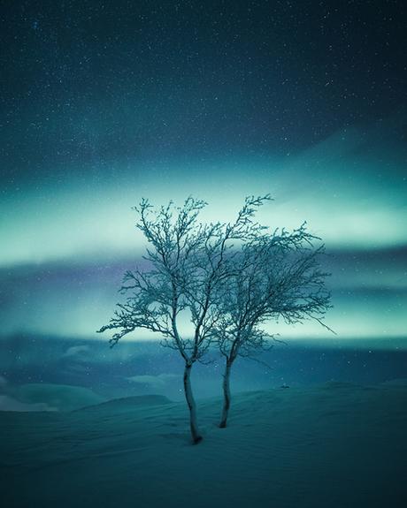 [PHOTOGRAPHIE] : Des arbres solitaires au clair de lune