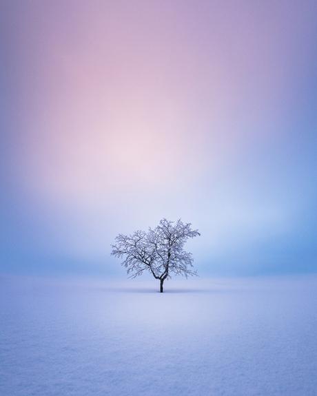 [PHOTOGRAPHIE] : Des arbres solitaires au clair de lune