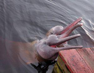 Je viens de voir un dauphin rose Je viens de voir un dauphin rose