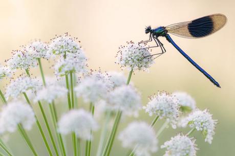 Un photographe anglais, spécialisé dans la photographie d'insectes mais aussi de paysages Ross Hoddinott - Photographe anglais