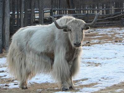 Grandeur de la nature, misère de la culture