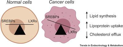 #trendsinendocrinologyandmetabolism #cancer #hormonodépendance #lipoprotéine Rôle des Lipoprotéines dans le Microenvironnement des Cancers Hormono-Dépendants
