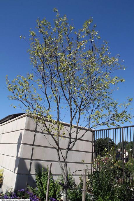 Comment bien choisir l’arbre à planter sur sa propriété
