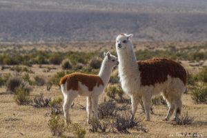Salar de Surire désert d’Atacama: c’est beau à en pleurer! Salar de Surire désert d’Atacama: c’est beau à en pleurer!