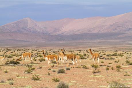 Salar de Surire désert d’Atacama: c’est beau à en pleurer! Salar de Surire désert d’Atacama: c’est beau à en pleurer!