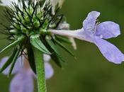 Scabieuse colombaire (Scabiosa columbaria)