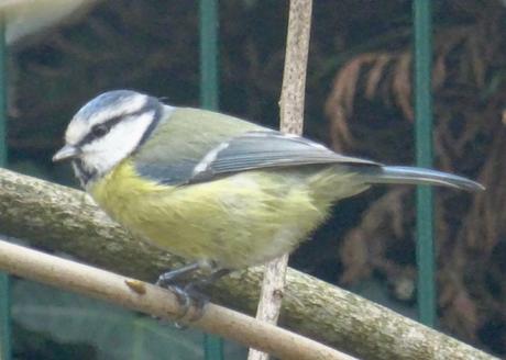 La mésange floue