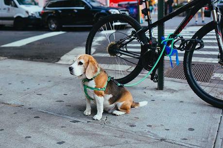 Utiliser une remorque vélo pour chien : nos conseils sécurité