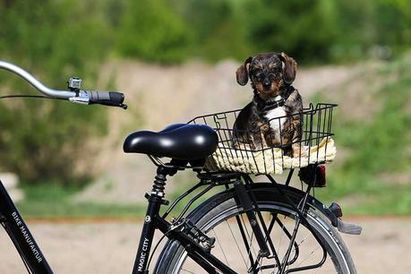 Faire du vélo avec son chien : les solutions