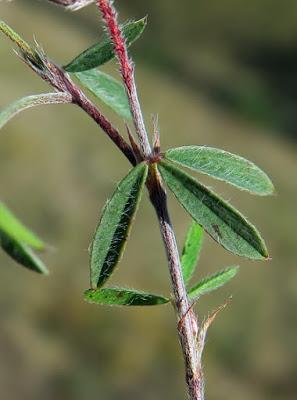 Trèfle pied de lièvre (Trifolium arvense)