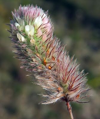 Trèfle pied de lièvre (Trifolium arvense)