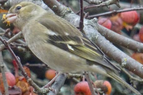Les pommes et la pinsonne