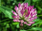 Trèfle prés (Trifolium pratense)