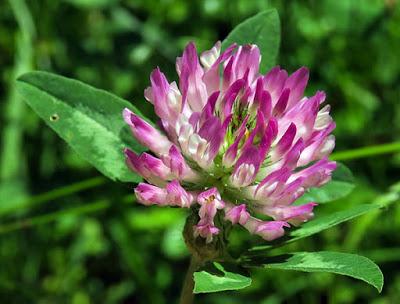 Trèfle des prés (Trifolium pratense)
