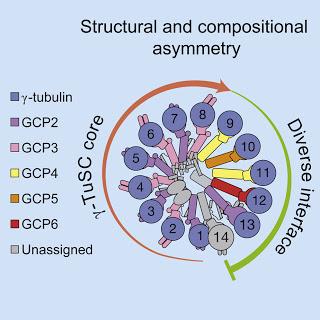 #Cell #tubuline Architecture Moléculaire Asymétrique du Complexe en Anneau de Tubuline γ