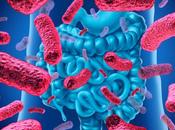 VIEILLISSEMENT probiotique inactivé colmate perméabilité intestinale