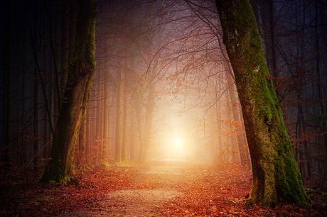 Nature, Des Forêts, Arbres, Lumière, Soleil, Brouillard