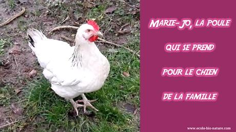 Marie-Jo, la poule qui se prend pour le chien de la famille !