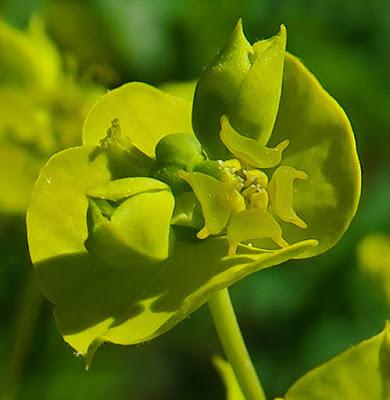 Euphorbe âcre (Euphorbia esula)