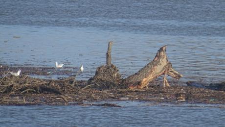 Ce que la Garonne charrie