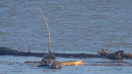 Ce que la Garonne charrie