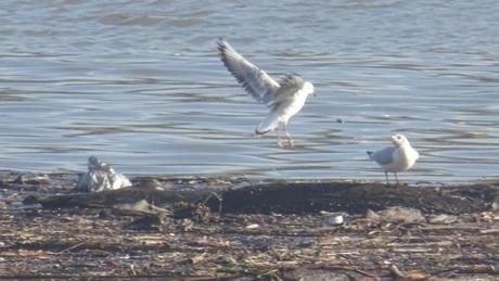 Ce que la Garonne charrie