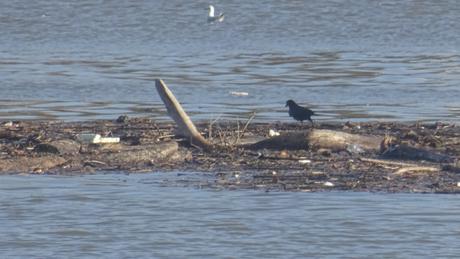 Ce que la Garonne charrie
