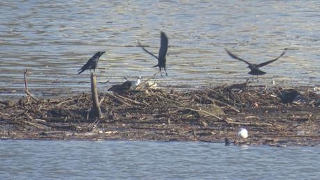 Ce que la Garonne charrie