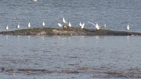 Ce que la Garonne charrie