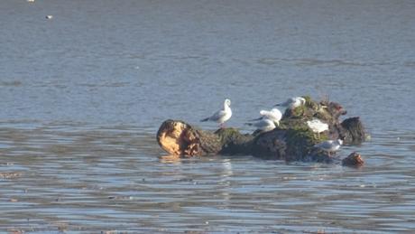 Ce que la Garonne charrie
