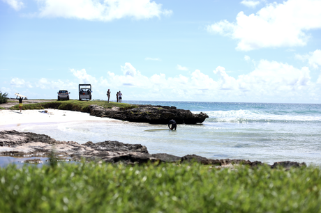 Craft beer – Barbade, sauce Bajan des Caraïbes

 – Malt