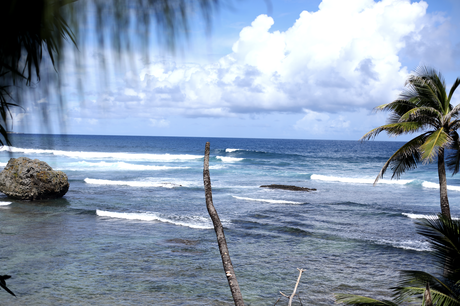 Craft beer – Barbade, sauce Bajan des Caraïbes

 – Malt