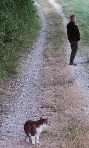 chat,campagne,chemin,interlude photo,blog littéraire de christian cottet-emard,linette
