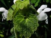 Lamier pourpre albiflore (Lamium purpureum albiflora)