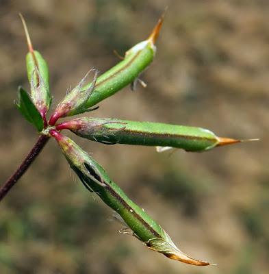 Lotier corniculé (Lotus corniculatus)