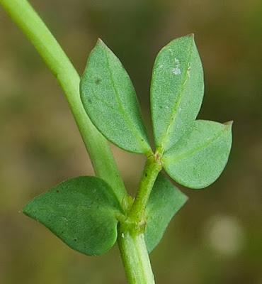 Lotier corniculé (Lotus corniculatus)