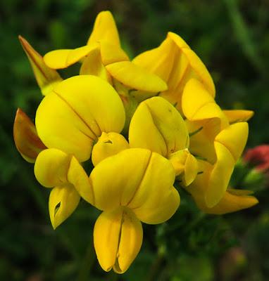 Lotier corniculé (Lotus corniculatus)