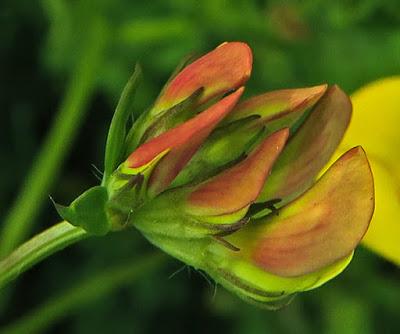 Lotier corniculé (Lotus corniculatus)