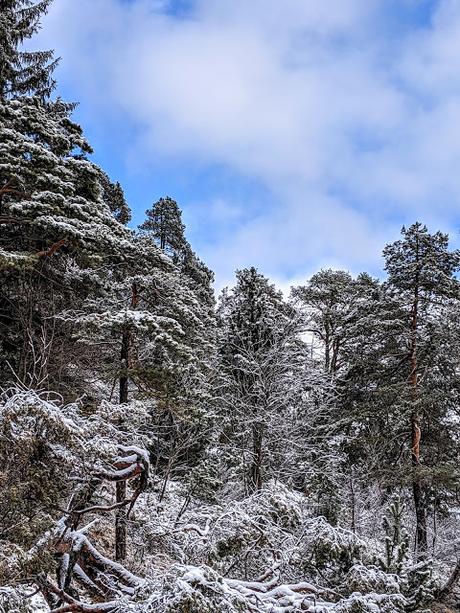 .Mittenwald 28. Dezember. 20 Bilder.